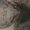 lacibrown - @lacibrown - TikTok
