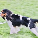 Laci Hansen - @pongos_pups_cavstud - Instagram