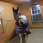 Laci Holmes - @horsephotography613 - Instagram