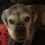 Lance,laci,luna,lucky - @george_dogs2 - Instagram