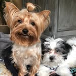 ⭐️Luna and Laci⭐️ - @luna.and.laci - Instagram