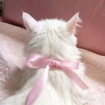 Luna Lace - Facebook