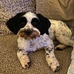 Lacy Watson - @lacywatson2020 - Instagram