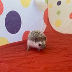 Lacie Nelson - @sir_miles_the_hedgehog_ - Instagram