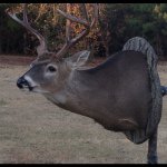 Dusty & Lacie Walker - @dustys_taxidermy - Instagram