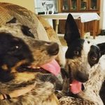 Blue Lacy Baxter And Bandit - @blue_lacy_baxter_bandit - Instagram