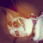 dog girl - @lacy_berry_101 - Instagram