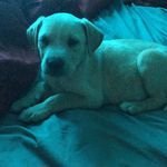 Lacy calhoun - @lacycalhoun97 - Instagram