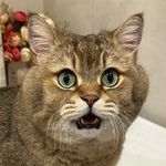 Abraham de Lacy Giuseppe Casey Thomas O'Malley - @thomas.momass - Instagram
