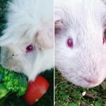layla(owner),scraggy+silkon - @scraggy_and_silkon - Instagram