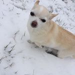 Lacy Downs - @lacy.the.chihuahua - Instagram