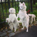 Lacy Dunn - @doglovers007 - Instagram