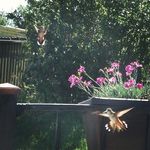 Lacy Rooney-fowler - @lacyrooneyfowler - Instagram