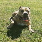 Lacy Gallagher - @puppertraining - Instagram