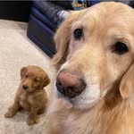 Lacy & Bleu - @goldenlacy - Instagram