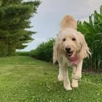 Lacy 🫶 - @lacy.golden.doodle - Instagram
