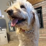 Lacy 🫶 - @lacy.goldendoodle - Instagram