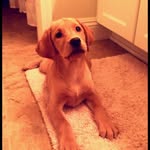 Lacy_goldenlab - @lacy_goldenlab - Instagram