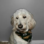 Lacy - @lacy_golden_doodle - Instagram