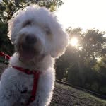 🐾Lacy🐾 - @lacy_goldendoodle - Instagram
