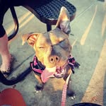 Lacy Gray - @lacygirl_pup - Instagram