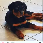Lacyharmon - @lacy_the_doggy - Instagram