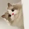 Xôi mặn🎄 - @lacylightt - TikTok