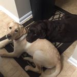 Lacy And Lilly - @lacyandlillythelabradors - Instagram