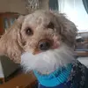 LacyLinks - @sassiecraft - TikTok