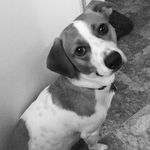 Lacy Lyons - @_rockythedoxie - Instagram