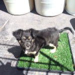 Lacy Martinez - @lacy.the.dog - Instagram