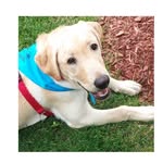 Laci Mae McManus🐶 - @laci_mae.the_doge - Instagram