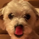 Lacy Morris - @puppy.named.lacy - Instagram