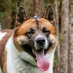 Lacy Akita Pack - @lacyakitapack - Instagram
