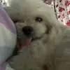 lacyperez1 - @lacyperez1 - TikTok