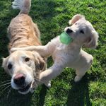 princess lacy & prince louis - @lacyandlouisthegoldens - Instagram
