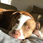 Lacy Bear Ramos - @lazylacy__ - Instagram