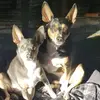 Toni - @lacyandroman - TikTok