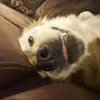 laci.schmidt - @laci.schmidt - TikTok
