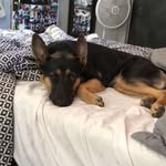 Lacy 🐶 - @lacytheshepard - Instagram