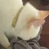 lacysnowcat - @lacysnowcat - TikTok