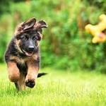 lacy strong - @thebestanimals4567 - Instagram