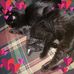 Laci Townsend - Facebook