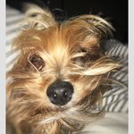 lacy tracy🐶🐾 - @lacytheyorkie - Instagram