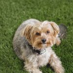 Lacy Tracy 🐾🐶♥️ - @theyorkie_lacytracy - Instagram