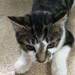 Lacyoliviawolfe - @lacywolfe2010 - Instagram