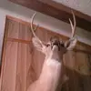 ΔΠDRΣШ - @lacy582ladonna - TikTok