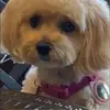 LaDonna Ivie Small - @ladonna.ivie.smal - TikTok
