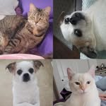 Lady & Noel & Mystic - @ladynoelmystic - Instagram