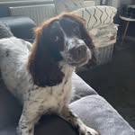 Lady Terry - @lady_cocker_lovinglife - Instagram